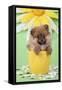 Pomeranian Puppy in Flower Pot (10 Weeks Old)-null-Framed Stretched Canvas