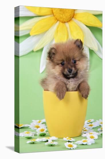 Pomeranian Puppy in Flower Pot (10 Weeks Old)-null-Stretched Canvas