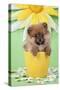 Pomeranian Puppy in Flower Pot (10 Weeks Old)-null-Stretched Canvas