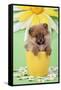 Pomeranian Puppy in Flower Pot (10 Weeks Old)-null-Framed Stretched Canvas