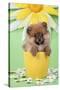 Pomeranian Puppy in Flower Pot (10 Weeks Old)-null-Stretched Canvas