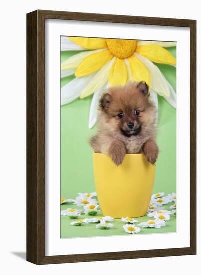 Pomeranian Puppy in Flower Pot (10 Weeks Old)-null-Framed Photographic Print