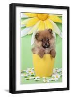 Pomeranian Puppy in Flower Pot (10 Weeks Old)-null-Framed Photographic Print