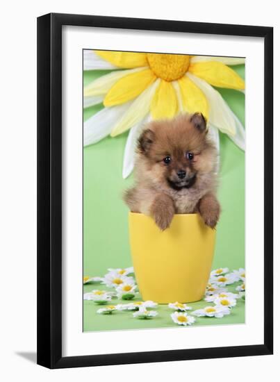 Pomeranian Puppy in Flower Pot (10 Weeks Old)-null-Framed Photographic Print