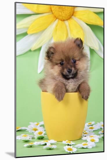 Pomeranian Puppy in Flower Pot (10 Weeks Old)-null-Mounted Photographic Print
