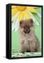 Pomeranian Puppy Infront of Sunflower (10 Weeks Old)-null-Framed Stretched Canvas
