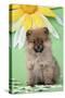Pomeranian Puppy Infront of Sunflower (10 Weeks Old)-null-Stretched Canvas