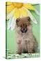 Pomeranian Puppy Infront of Sunflower (10 Weeks Old)-null-Stretched Canvas
