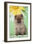 Pomeranian Puppy Infront of Sunflower (10 Weeks Old)-null-Framed Photographic Print