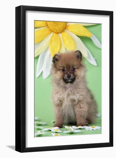 Pomeranian Puppy Infront of Sunflower (10 Weeks Old)-null-Framed Photographic Print