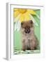 Pomeranian Puppy Infront of Sunflower (10 Weeks Old)-null-Framed Photographic Print