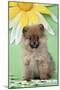 Pomeranian Puppy Infront of Sunflower (10 Weeks Old)-null-Mounted Photographic Print