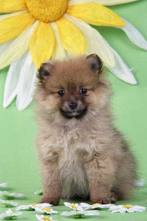 Pomeranian Puppy Infront of Sunflower 10 Weeks Old Photographic