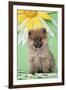 Pomeranian Puppy Infront of Sunflower (10 Weeks Old)-null-Framed Photographic Print