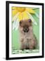 Pomeranian Puppy Infront of Sunflower (10 Weeks Old)-null-Framed Photographic Print