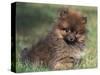 Pomeranian Puppy on Grass-Adriano Bacchella-Stretched Canvas