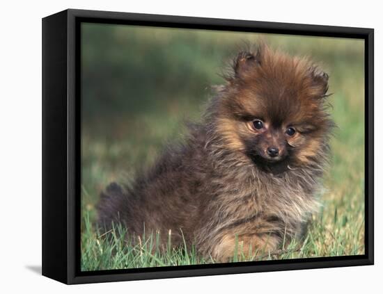 Pomeranian Puppy on Grass-Adriano Bacchella-Framed Stretched Canvas