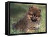 Pomeranian Puppy on Grass-Adriano Bacchella-Framed Stretched Canvas