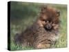 Pomeranian Puppy on Grass-Adriano Bacchella-Stretched Canvas
