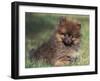 Pomeranian Puppy on Grass-Adriano Bacchella-Framed Photographic Print