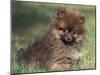 Pomeranian Puppy on Grass-Adriano Bacchella-Mounted Photographic Print