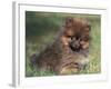 Pomeranian Puppy on Grass-Adriano Bacchella-Framed Photographic Print