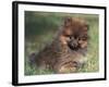 Pomeranian Puppy on Grass-Adriano Bacchella-Framed Photographic Print