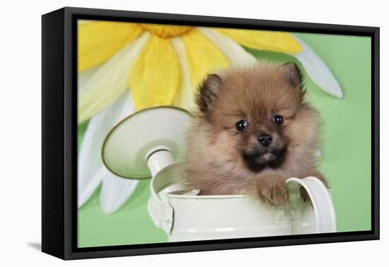 Pomeranian Puppy Sitting in Watering Can (10 Weeks Old)-null-Framed Stretched Canvas