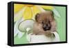 Pomeranian Puppy Sitting in Watering Can (10 Weeks Old)-null-Framed Stretched Canvas