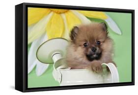 Pomeranian Puppy Sitting in Watering Can (10 Weeks Old)-null-Framed Stretched Canvas