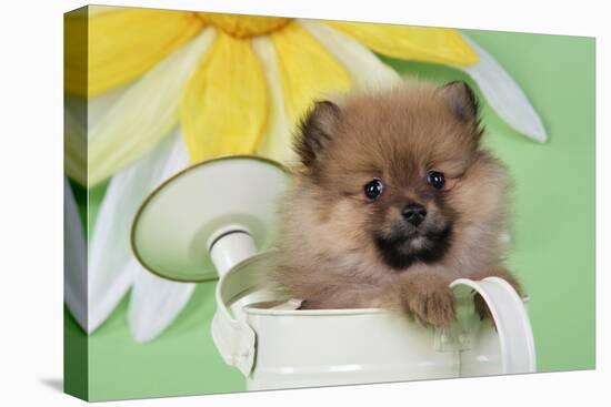 Pomeranian Puppy Sitting in Watering Can (10 Weeks Old)-null-Stretched Canvas