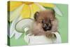 Pomeranian Puppy Sitting in Watering Can (10 Weeks Old)-null-Stretched Canvas