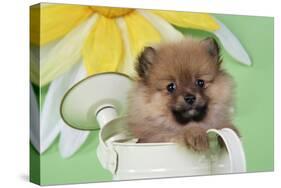 Pomeranian Puppy Sitting in Watering Can (10 Weeks Old)-null-Stretched Canvas