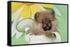 Pomeranian Puppy Sitting in Watering Can (10 Weeks Old)-null-Framed Stretched Canvas