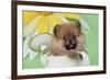 Pomeranian Puppy Sitting in Watering Can (10 Weeks Old)-null-Framed Photographic Print