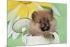 Pomeranian Puppy Sitting in Watering Can (10 Weeks Old)-null-Mounted Photographic Print