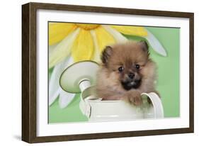 Pomeranian Puppy Sitting in Watering Can (10 Weeks Old)-null-Framed Photographic Print