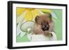 Pomeranian Puppy Sitting in Watering Can (10 Weeks Old)-null-Framed Photographic Print