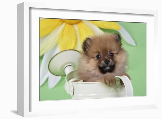 Pomeranian Puppy Sitting in Watering Can (10 Weeks Old)-null-Framed Photographic Print