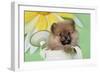 Pomeranian Puppy Sitting in Watering Can (10 Weeks Old)-null-Framed Photographic Print