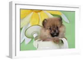 Pomeranian Puppy Sitting in Watering Can (10 Weeks Old)-null-Framed Photographic Print