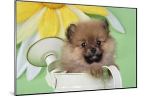 Pomeranian Puppy Sitting in Watering Can (10 Weeks Old)-null-Mounted Photographic Print