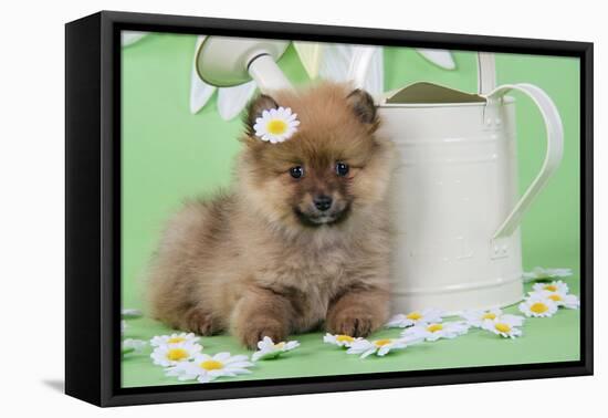 Pomeranian Puppy Sitting Next to Watering-null-Framed Stretched Canvas