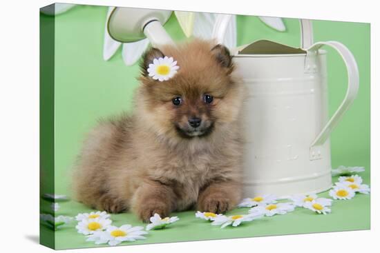 Pomeranian Puppy Sitting Next to Watering-null-Stretched Canvas