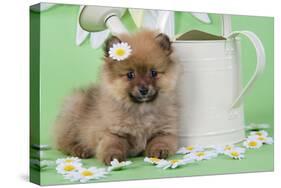 Pomeranian Puppy Sitting Next to Watering-null-Stretched Canvas