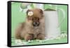 Pomeranian Puppy Sitting Next to Watering-null-Framed Stretched Canvas