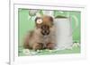 Pomeranian Puppy Sitting Next to Watering-null-Framed Photographic Print
