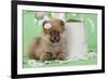 Pomeranian Puppy Sitting Next to Watering-null-Framed Photographic Print