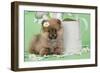 Pomeranian Puppy Sitting Next to Watering-null-Framed Photographic Print