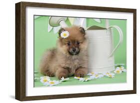 Pomeranian Puppy Sitting Next to Watering-null-Framed Photographic Print